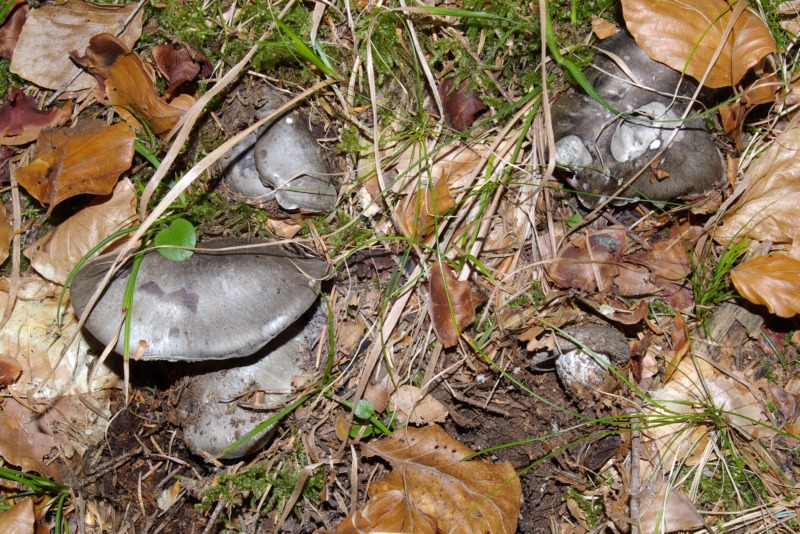 Finalmente li ho trovati.